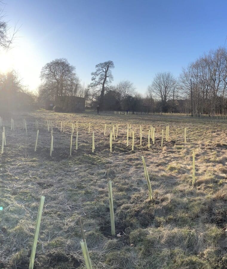 Tree planting at Fairfields, York, March 2022