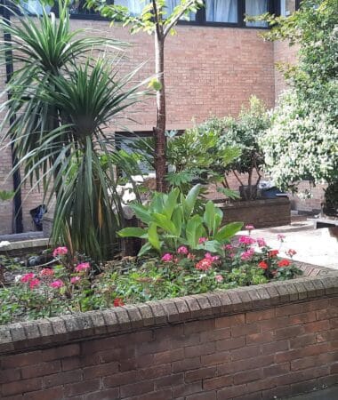 Homerton Hospital's Fish Garden