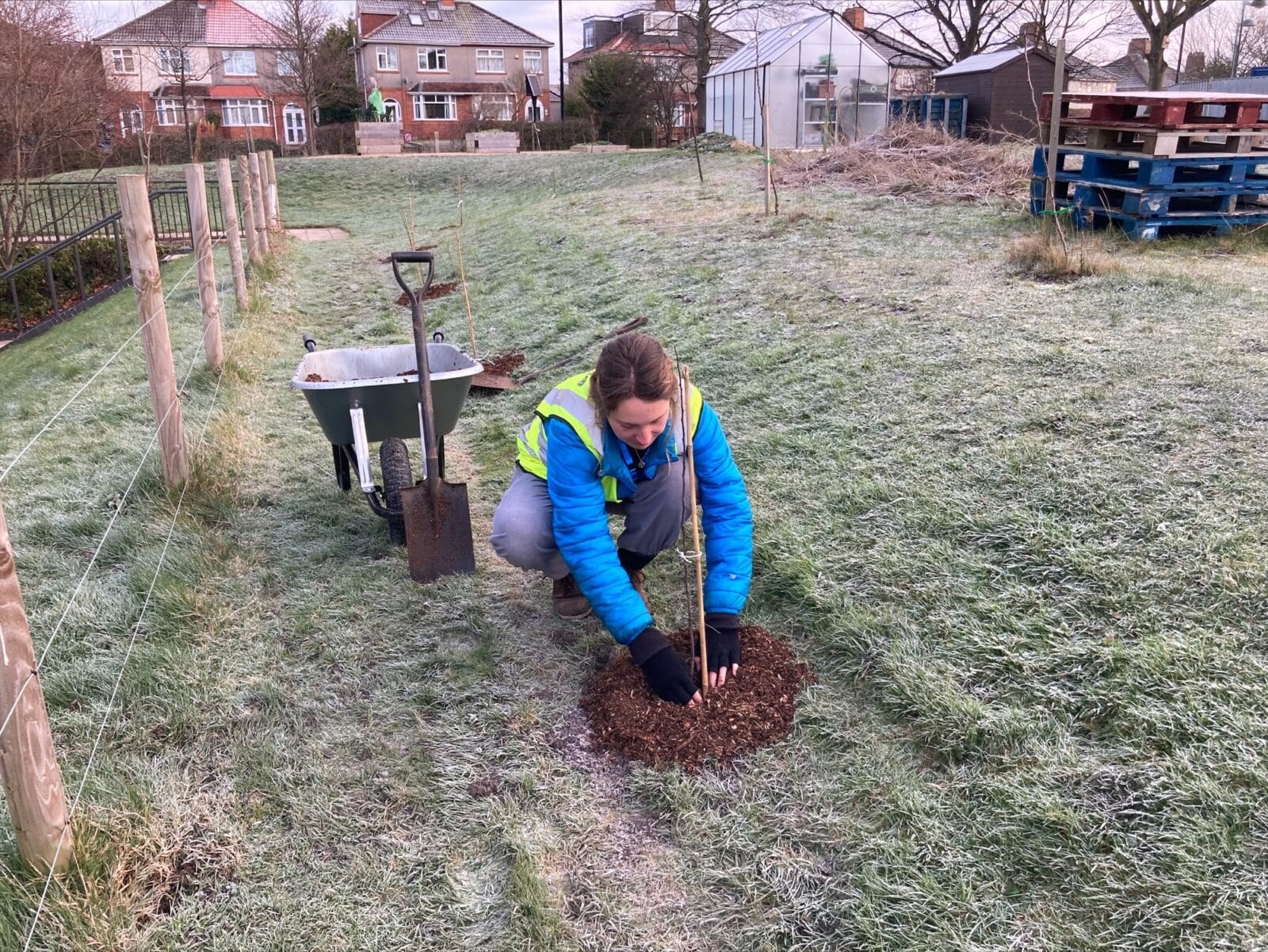 Ranger intern mulches a newly planted tree at Southmead Hospital.
