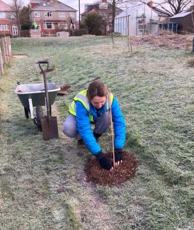 Ranger intern mulches a newly planted tree at Southmead Hospital.