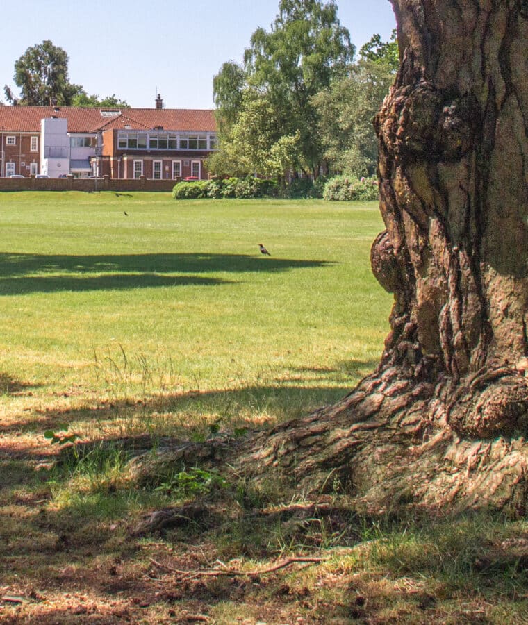 Benefits of trees and woodland on NHS estate. Photo shows trees in the grounds of Bethlem Royal Hospital, Southeast London. Photo: Vicky Brown/CSH. Attribution 4.0