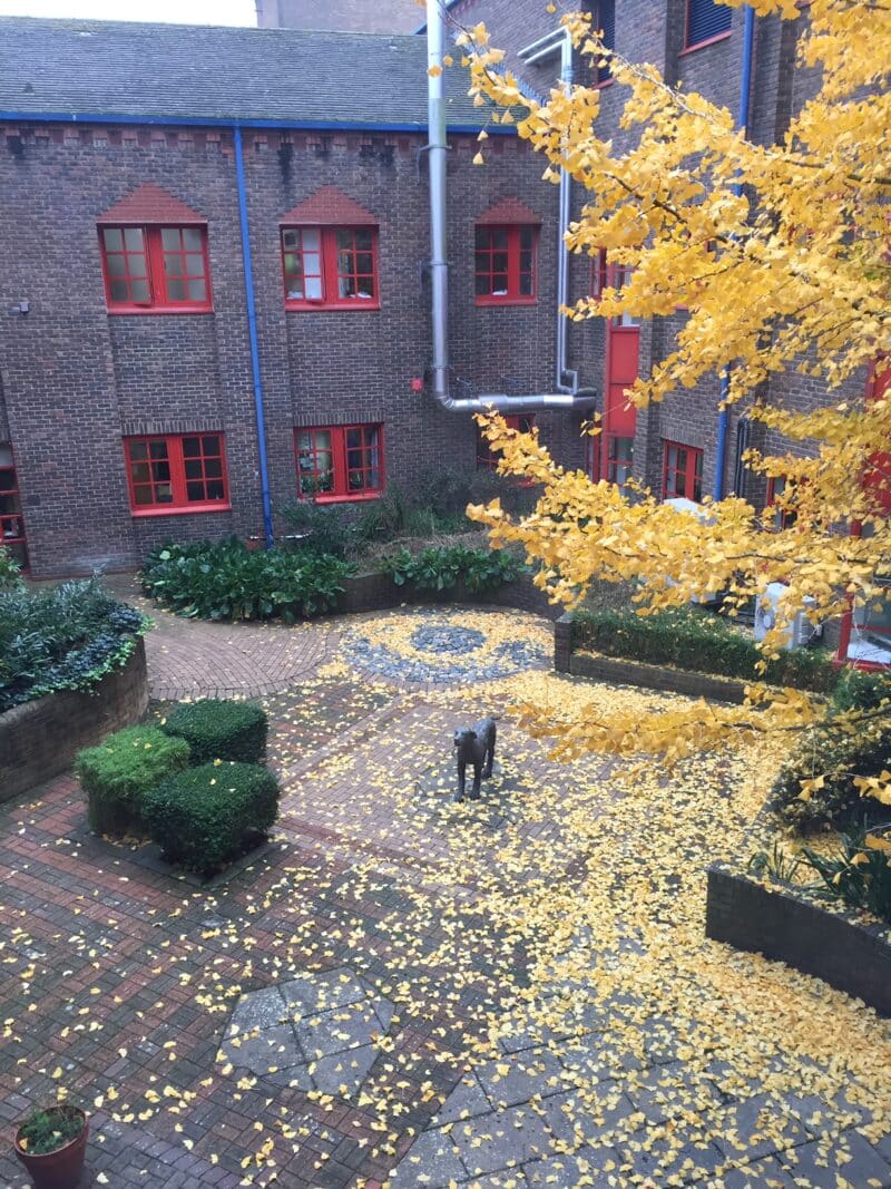 Courtyard garden at Dorset County Hospital Foundation Trust. All rights reserved.