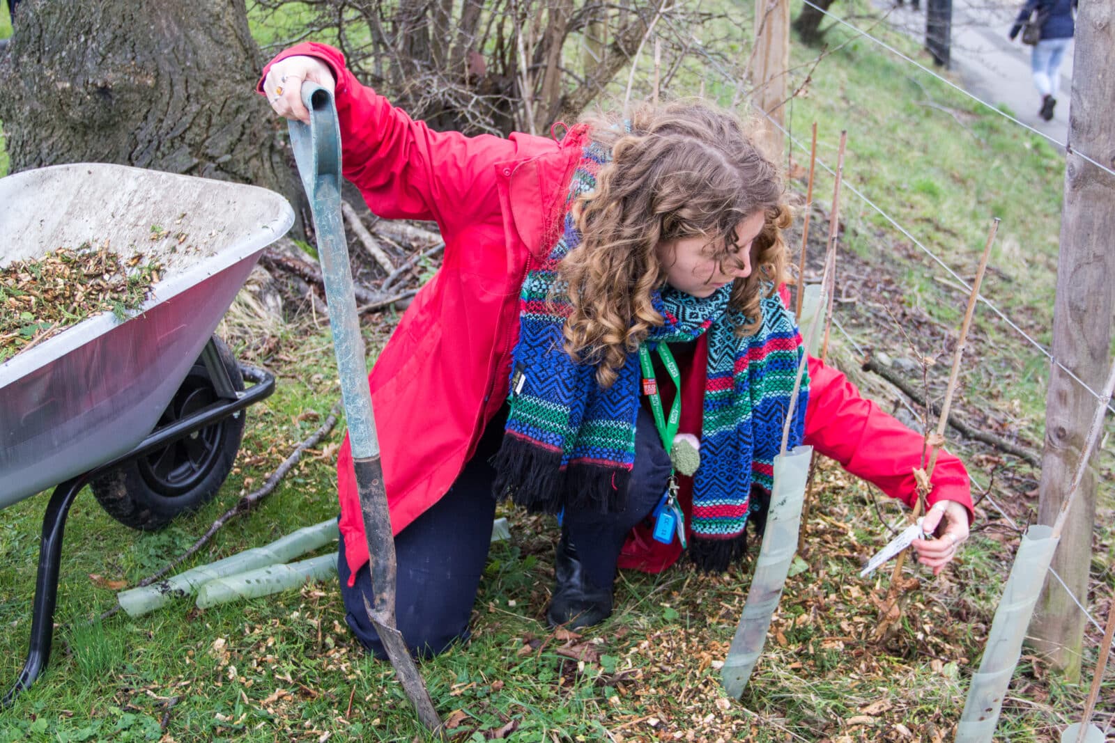Mulching saplings at Southmead Hospital. Photo: Vicky Brown/CSH. Attribution 4.0 International (CC BY 4.0).