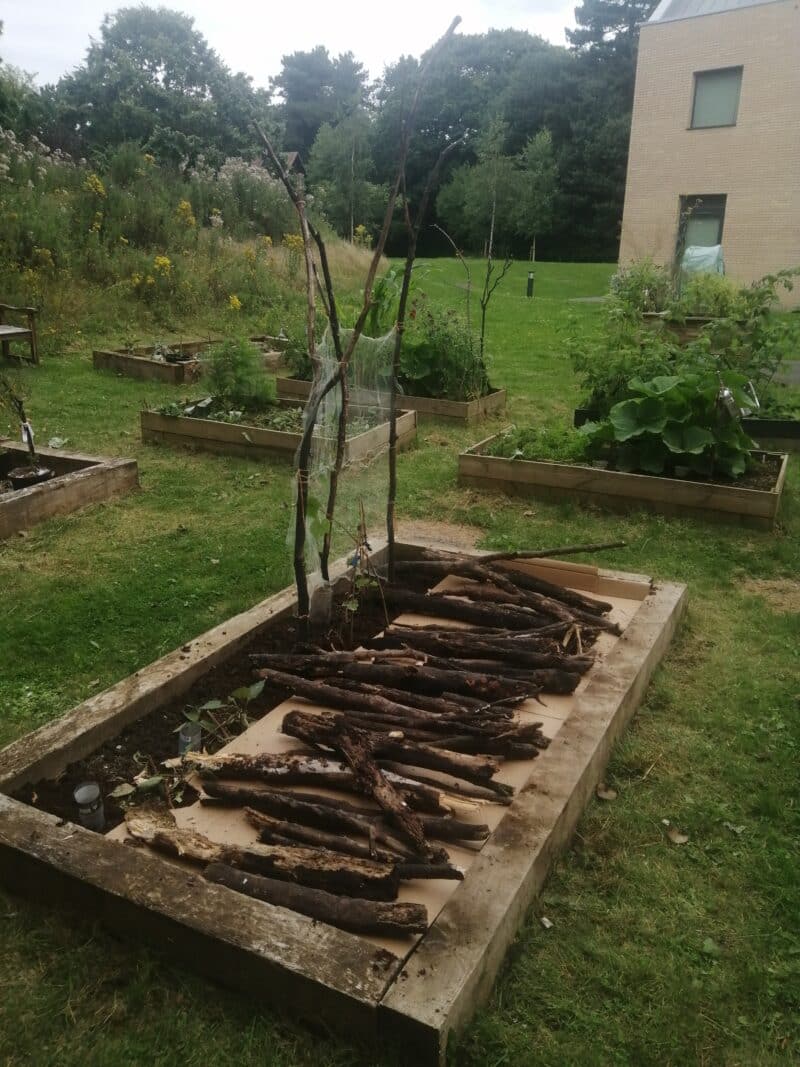 The Cripps Health Centre Community Allotment (all rights reserved)