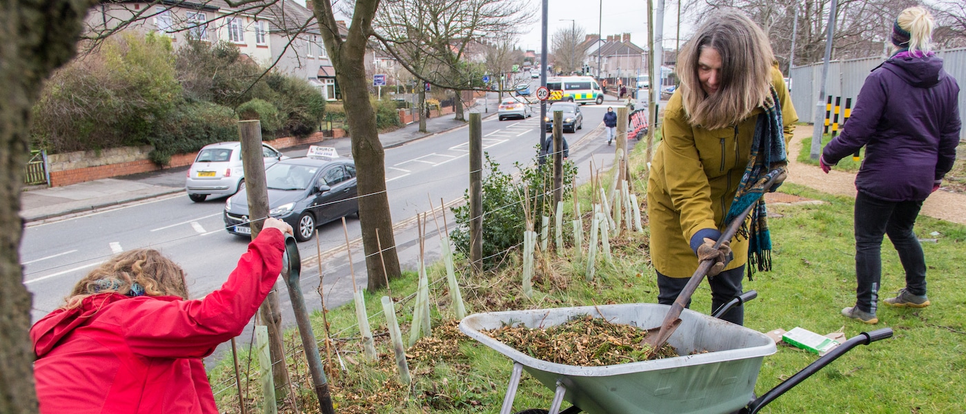 Mulching saplings at Southmead Hospital. Photo: Vicky Brown/CSH. Attribution 4.0 International (CC BY 4.0).