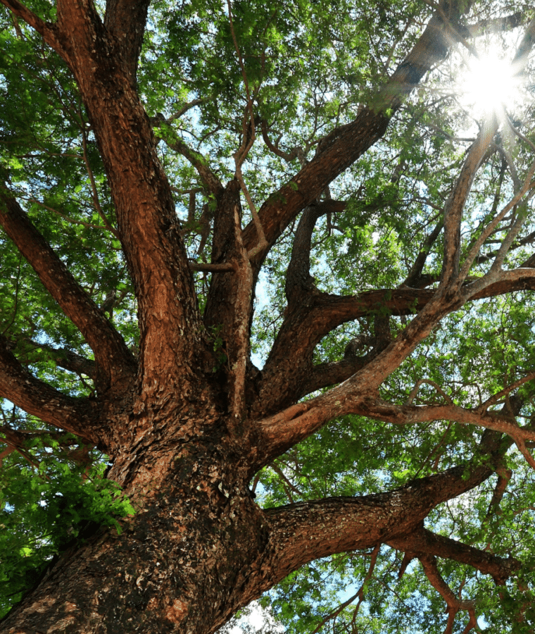 Trees provide protection from summer heat. All rights reserved.