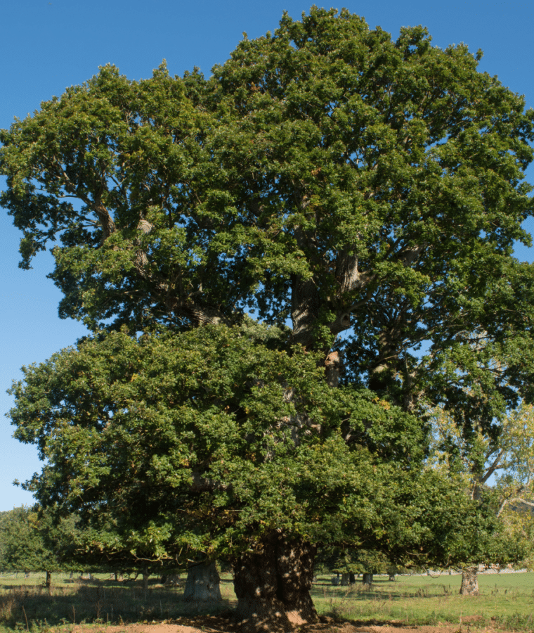 Oak. All rights reserved.