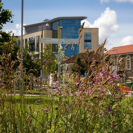 Wildflower meadow in front of Southmead Hospital, Bristol