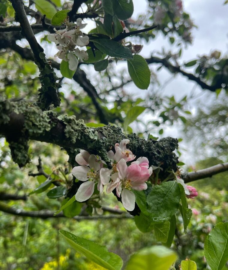 Apple blossom on veteran tree. Photo by Hattie White/CSH. Attribution 4.0 International (CC BY 4.0).
