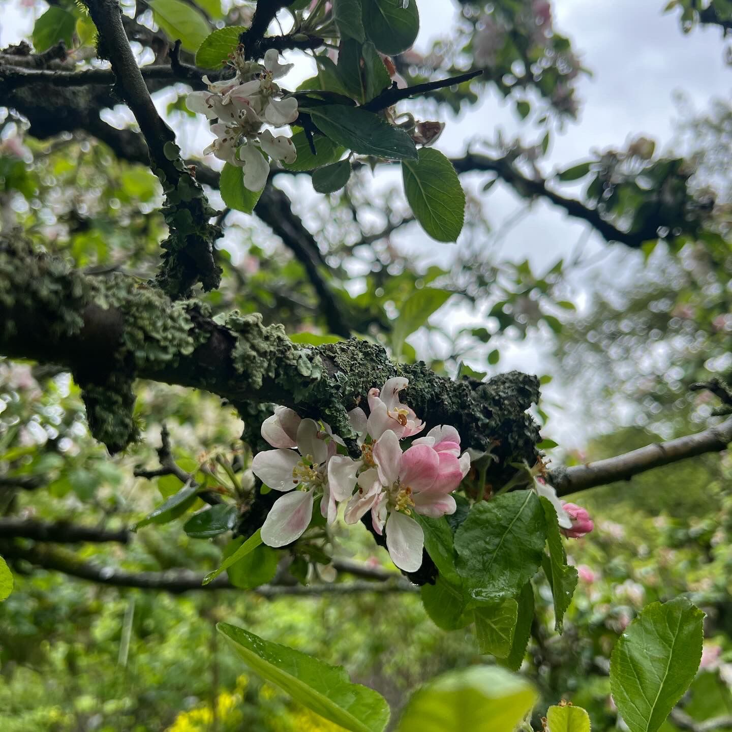 Apple blossom on veteran tree. Photo by Hattie White/CSH. Attribution 4.0 International (CC BY 4.0).