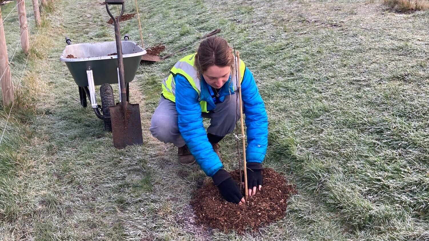 Ranger intern mulches a newly planted tree at Southmead Hospital.