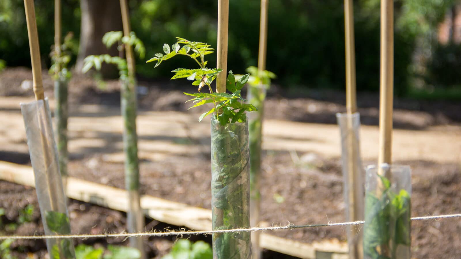 Newly planted hedgerow at Glenfield Hospital, Leicester