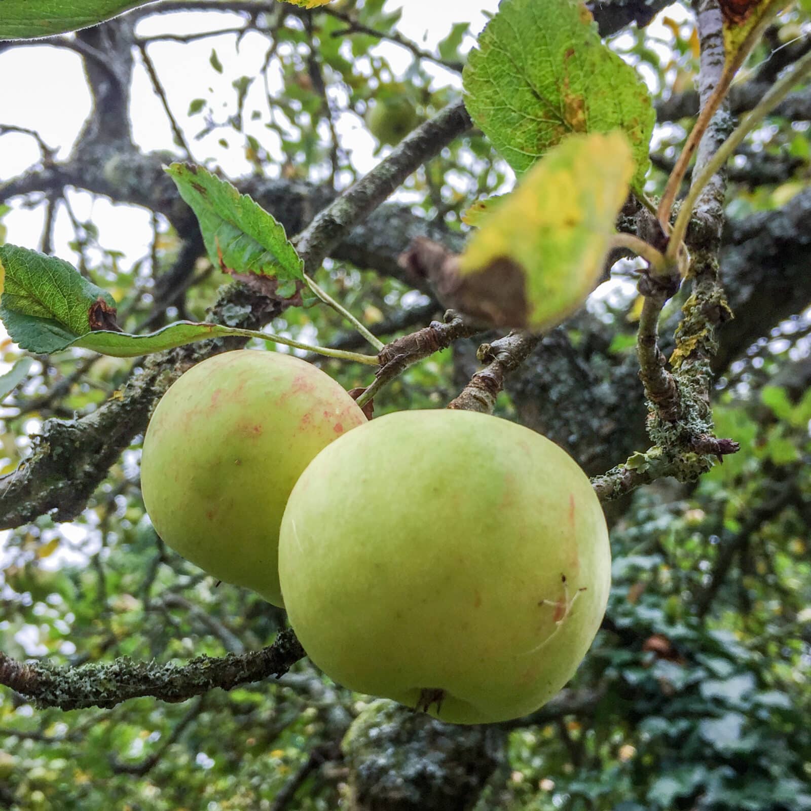 Orchard on Warneford Meadow near Warneford Hospital, Oxford. Photo: Carey Newson. Attribution 4.0 International (CC BY 4.0)