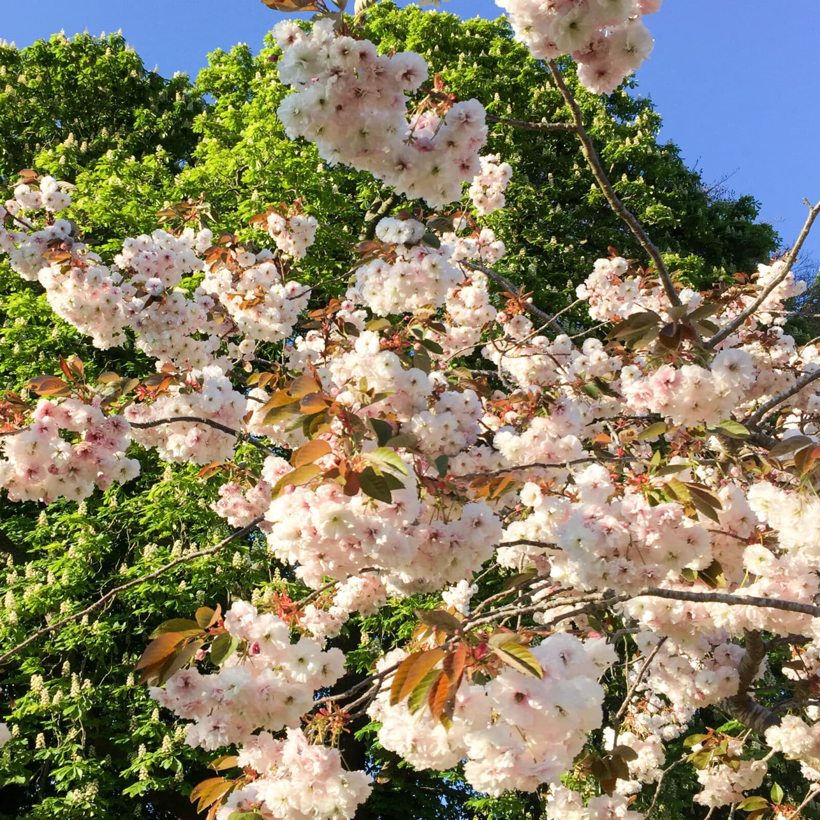 Blossom, Oxford. Photo: Carey Newson, 2020.Attribution 4.0 International (CC BY 4.0)