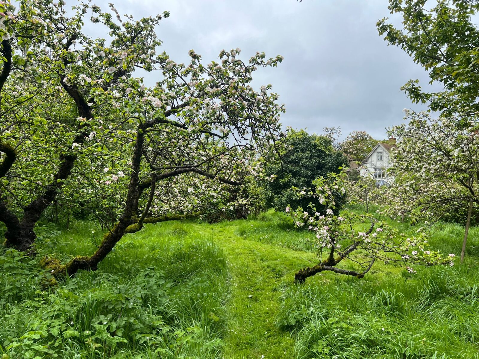 Apple trees in community orchard. Photo: CSH/Hattie White. Attribution 4.0 International (CC BY 4.0).