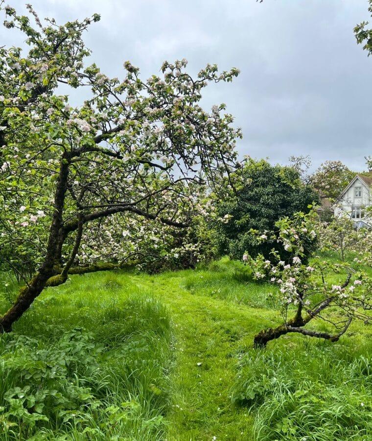 Apple trees in community orchard. Photo: CSH/Hattie White. Attribution 4.0 International (CC BY 4.0).