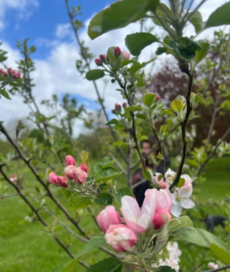 Apple Blossom in community orchard. Photo: CSH/Hattie White. Attribution 4.0 International (CC BY 4.0).