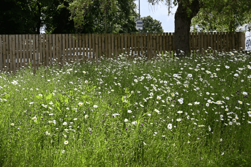 Huddersfield Royal Infirmary wildlflowers - all rights reserved