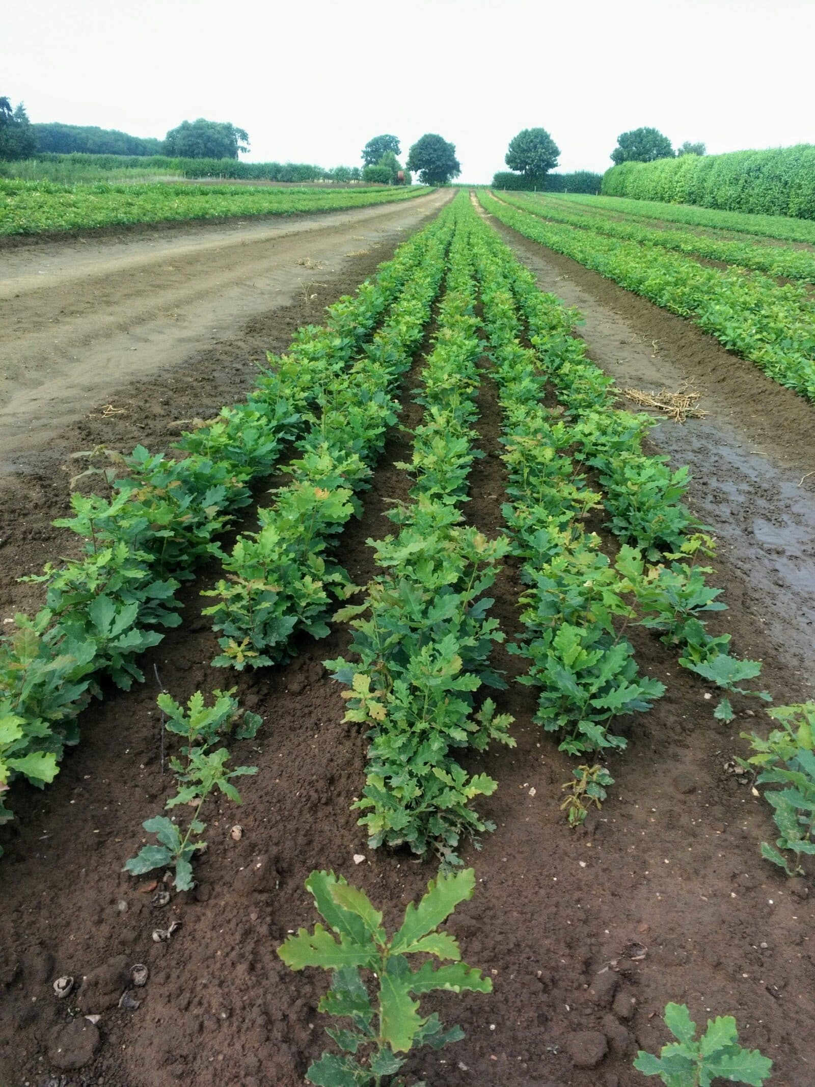 Trees in a seed bed. Photo: Neil Ingram/CSH. Attribution 4.0 International (CC BY 4.0)