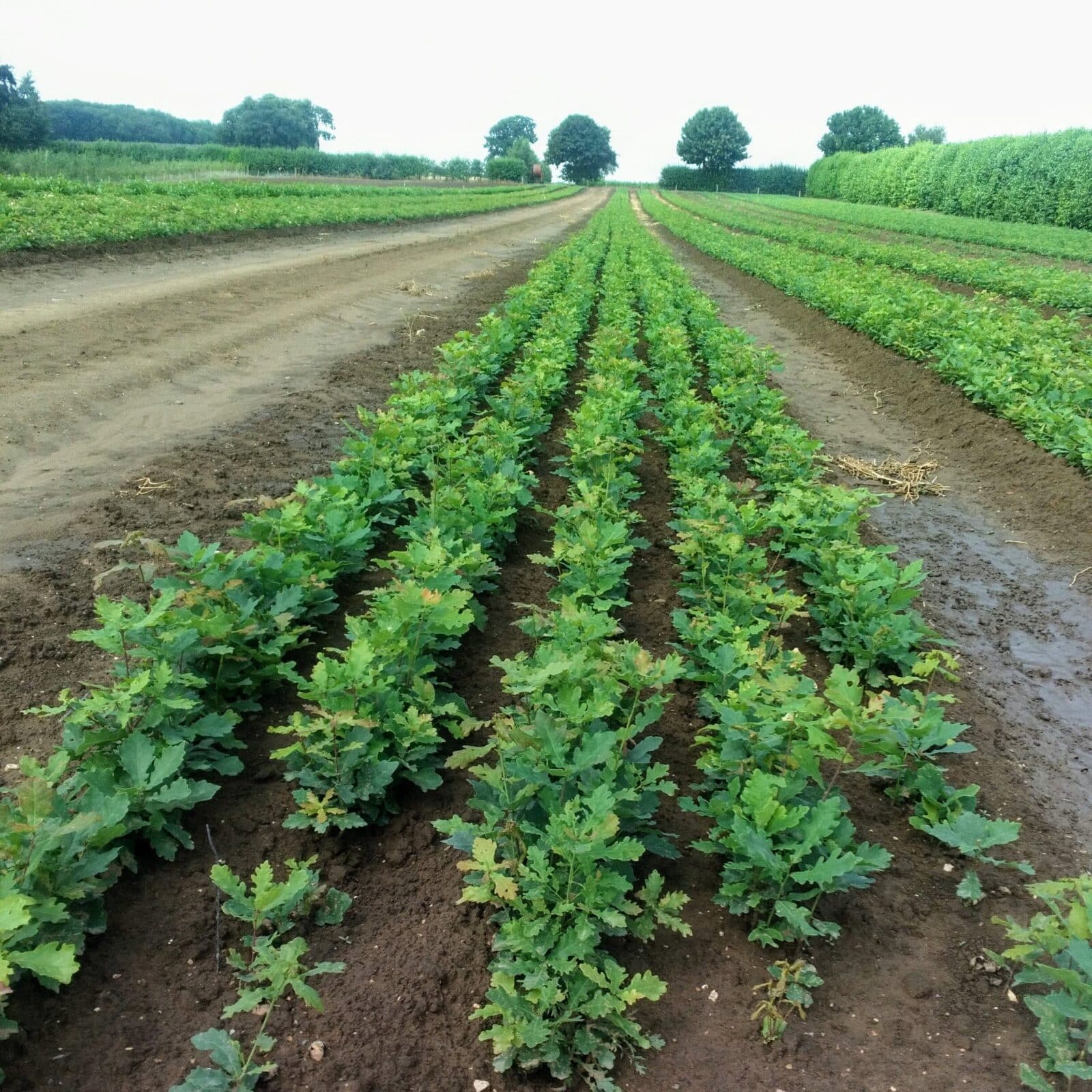 Trees in a seed bed. Photo: Neil Ingram/CSH. Attribution 4.0 International (CC BY 4.0)