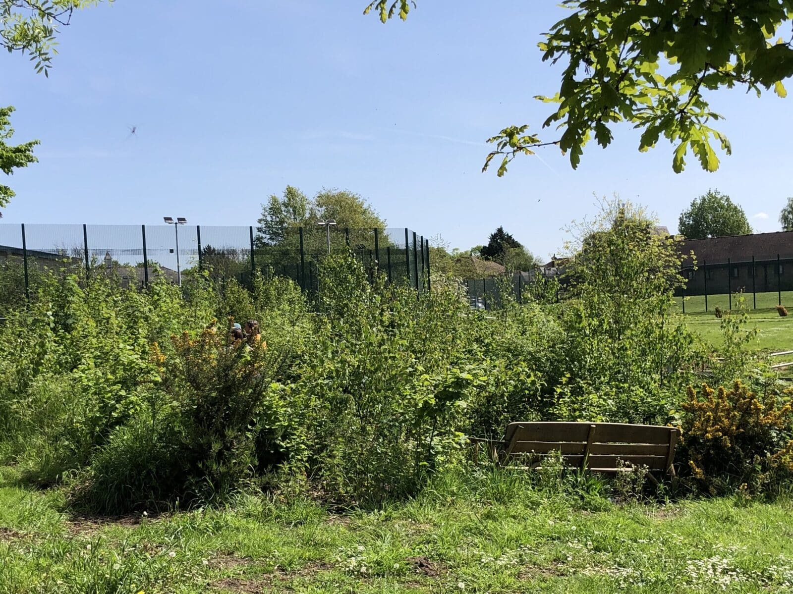 Tiny Forest at Littlemore Mental Health Centre. 2024. Photo: CSH. Attribution 4.0 International (CC BY 4.0).