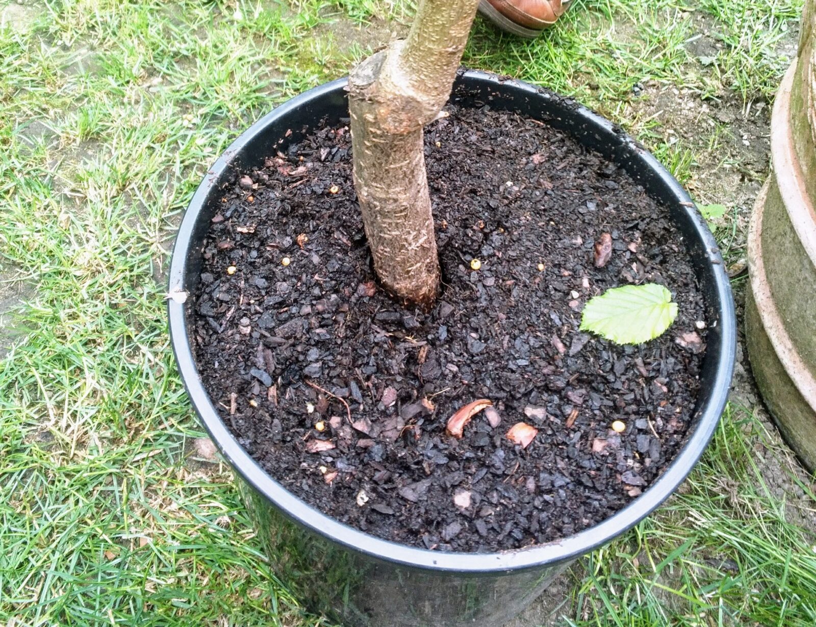 A grafted tree growing in a pot. Photo: Neil Ingram/CSH. Attribution 4.0 International (CC BY 4.0)