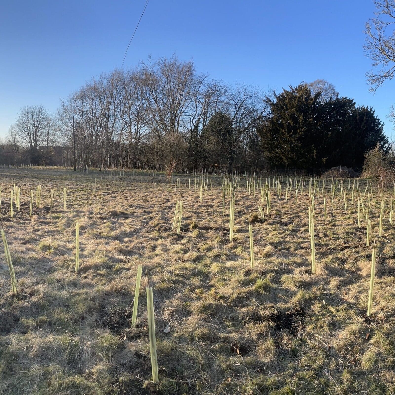 Tree planting at Fairfields, York, March 2022