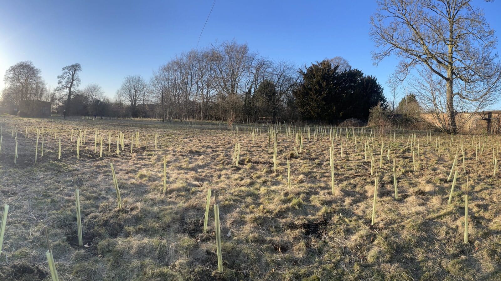 Tree planting at Fairfields, York, March 2022