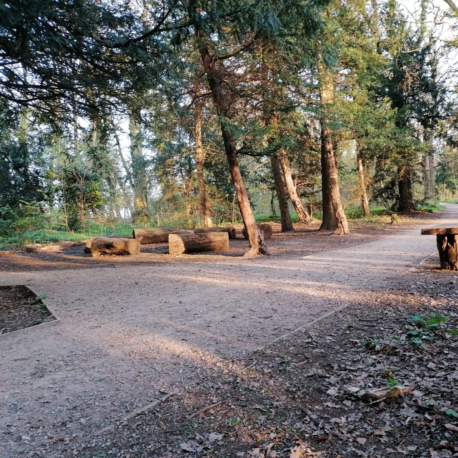 Bench in the woodland at Tickhill Road site. Photo: Ian Higgins. All rights reserved.