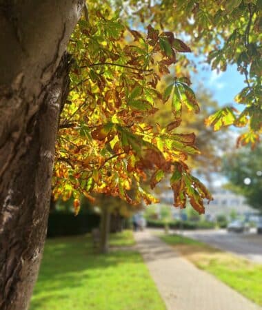 Kent and Canterbury Hospital. Photo: Liz Baker. Attribution 4.0 International (CC BY 4.0).