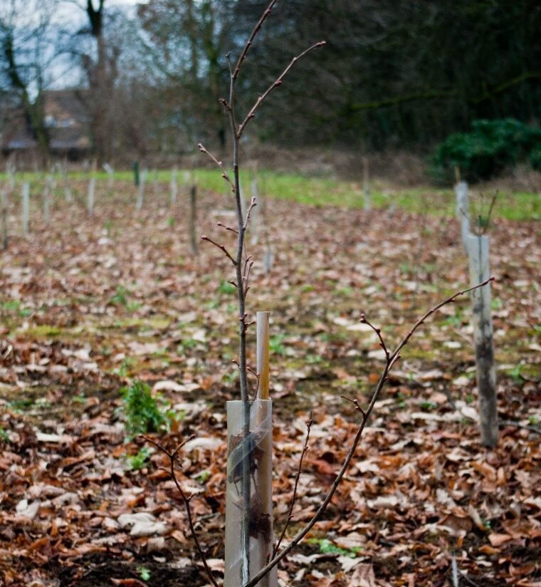 Young trees still in their protective guards at Tickhill Road site. Photo: Ian Higgins. All rights reserved.