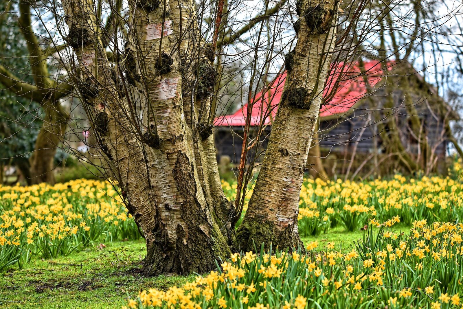 Birch trees sourrounded by daffodils with building in background.