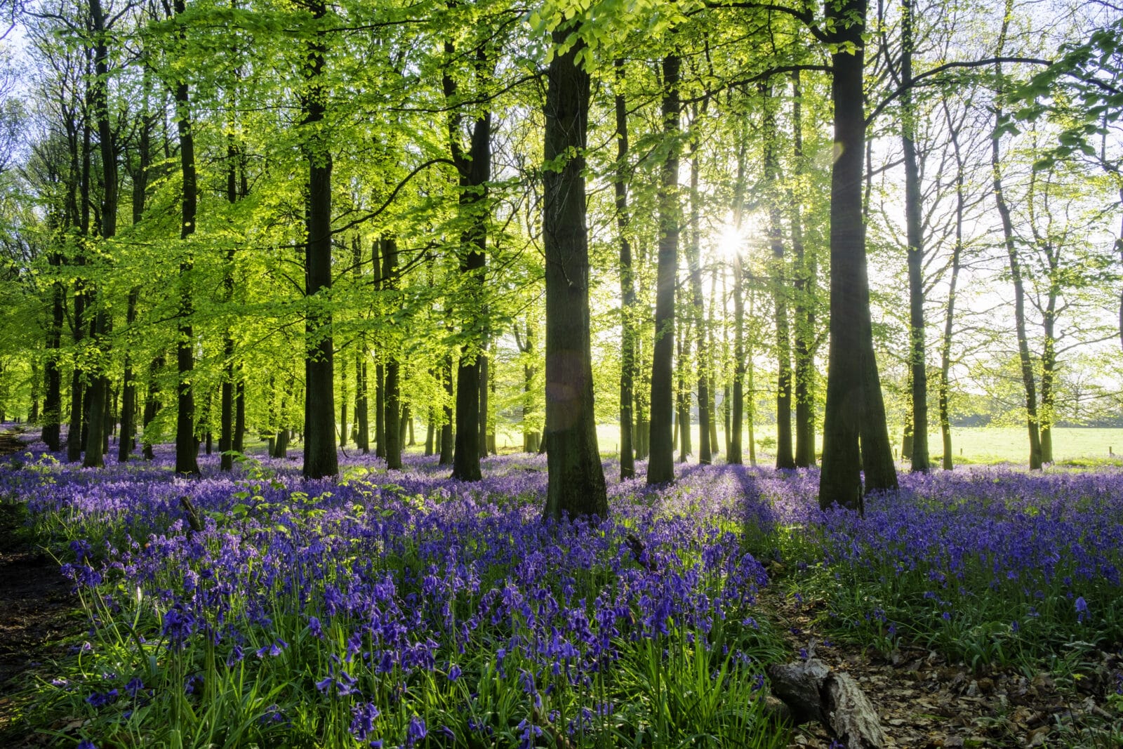 Bluebell Wood At Dawn. Credit iStock