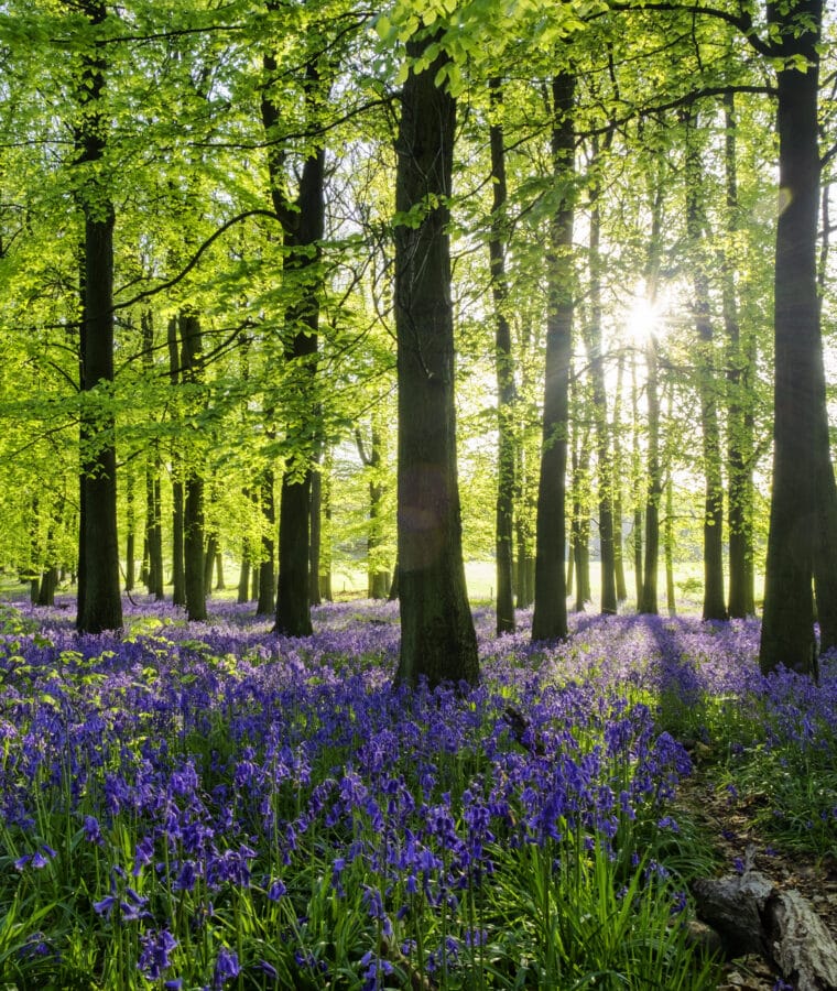 Bluebell Wood At Dawn. Credit iStock