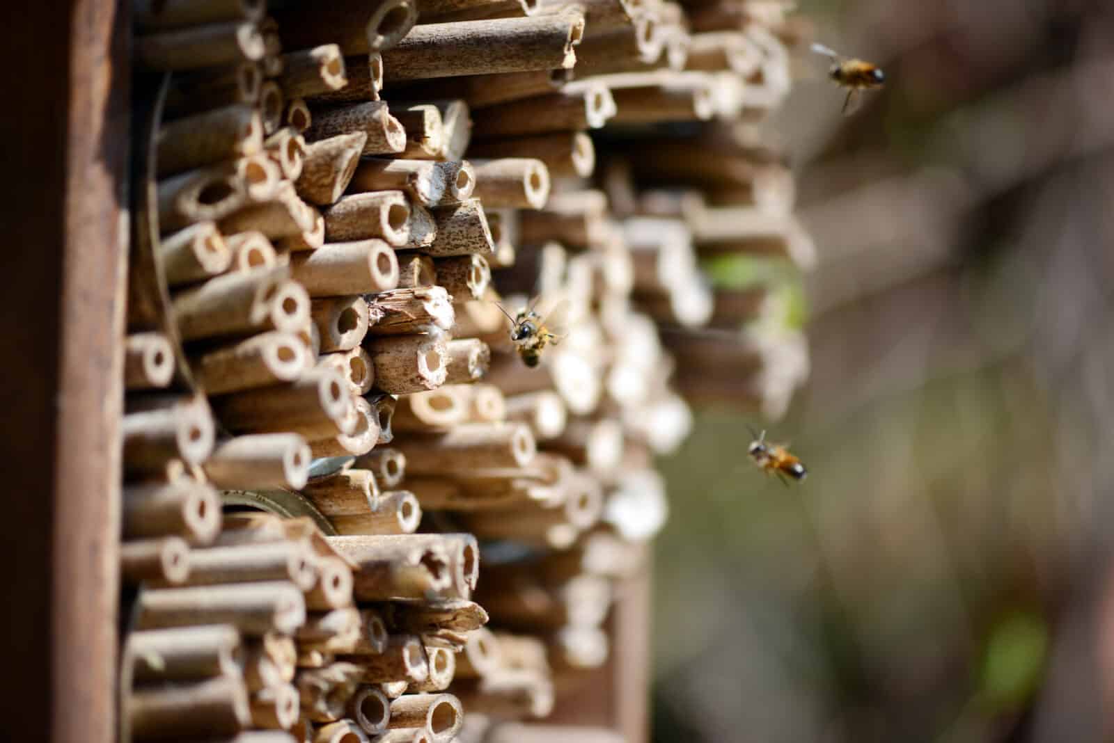 Wild bee flying in front of insect hotel. Credit iStock