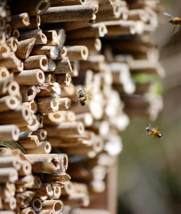 Wild bee flying in front of insect hotel. Credit iStock
