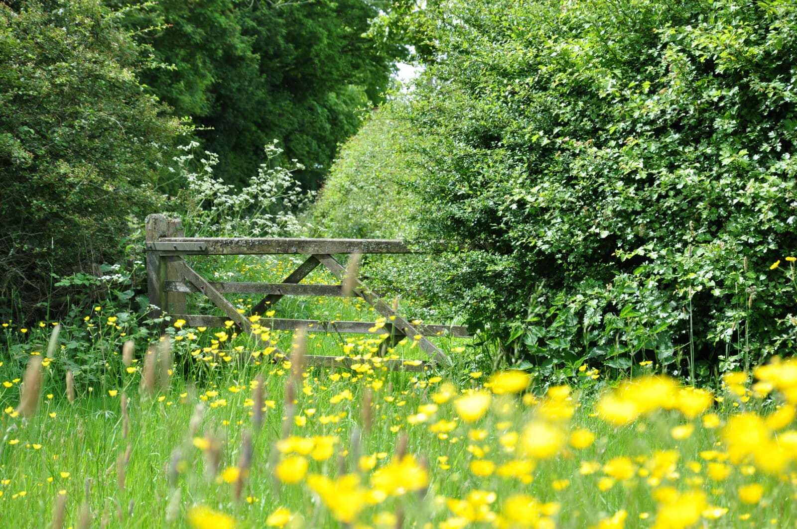 A wildflower meadow with a wooden gate with hedge in the background. Credit iStore