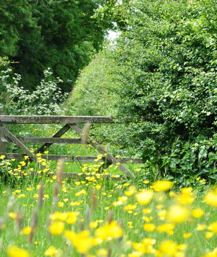 A wildflower meadow with a wooden gate with hedge in the background. Credit iStore