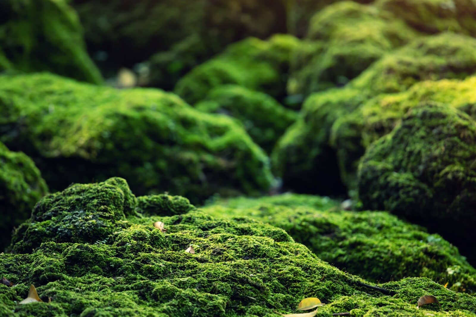 Moss on woodland floor. Credit iStore