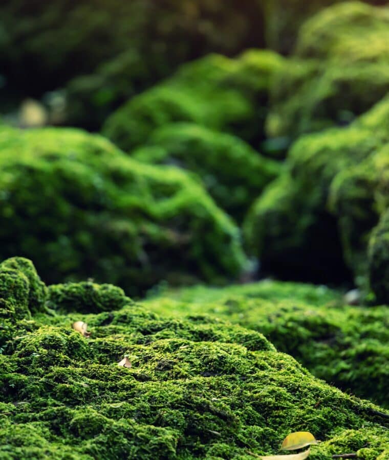 Moss on woodland floor. Credit iStore