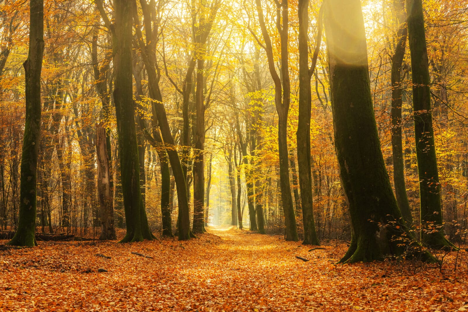 Credit iStock