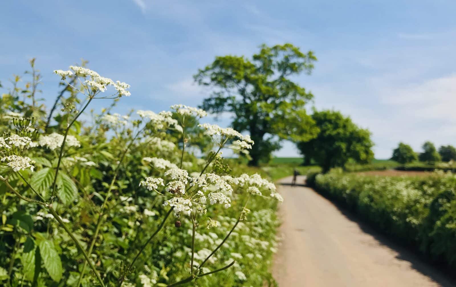 Hedge along country lane. Credit iStock