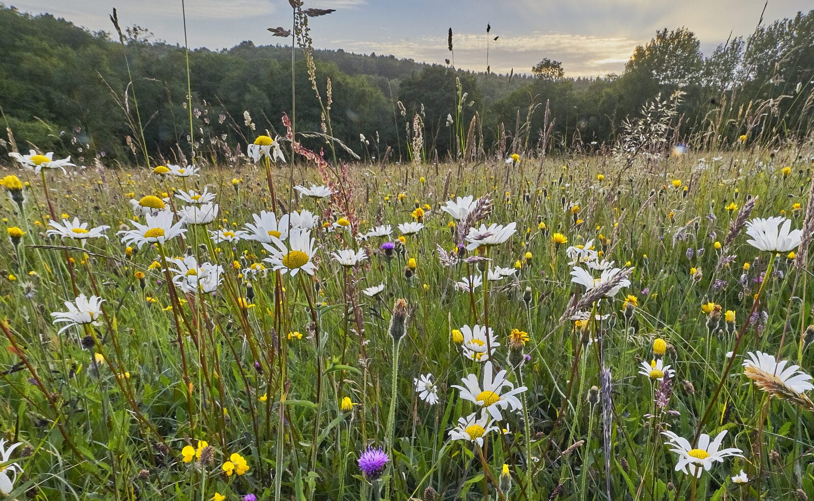 Native wild flowers in an ancient hay meadow. Credit iStock