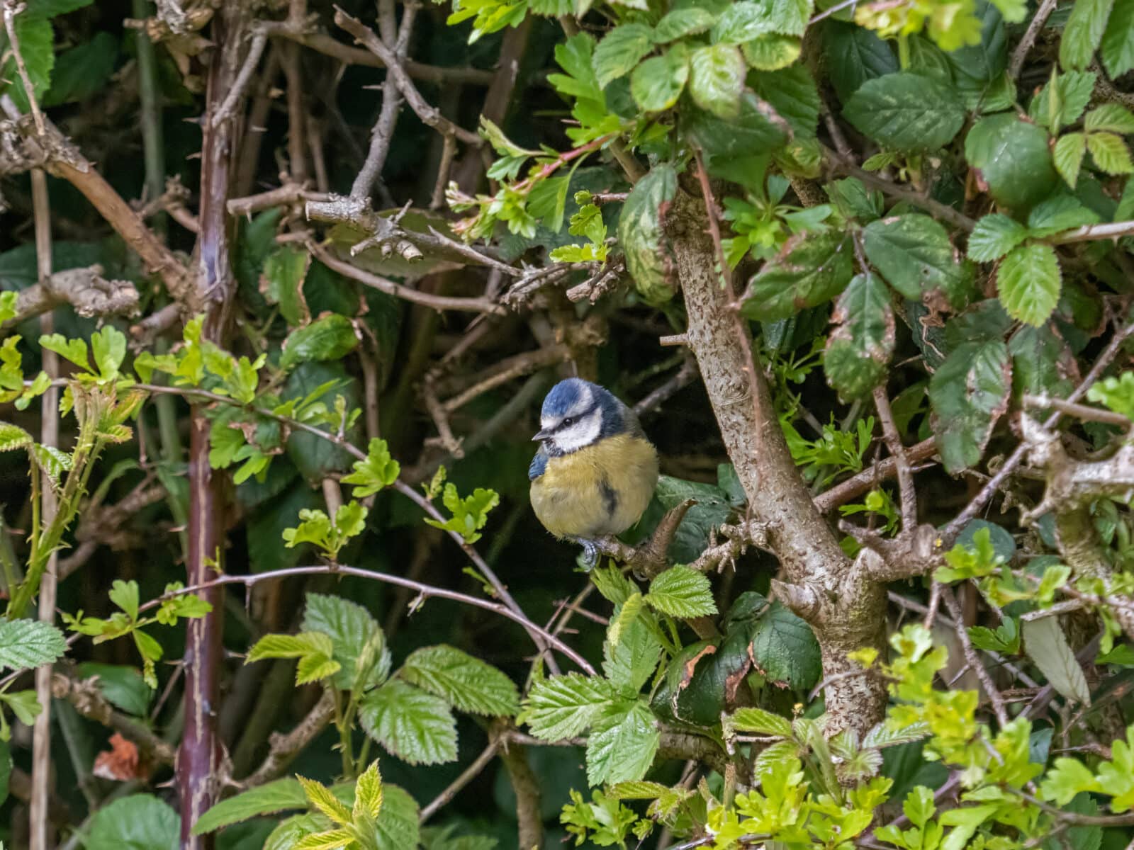 Small bird Blue Tit in Hedgerow