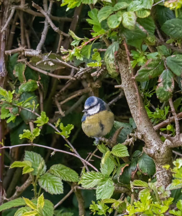 Small bird Blue Tit in Hedgerow