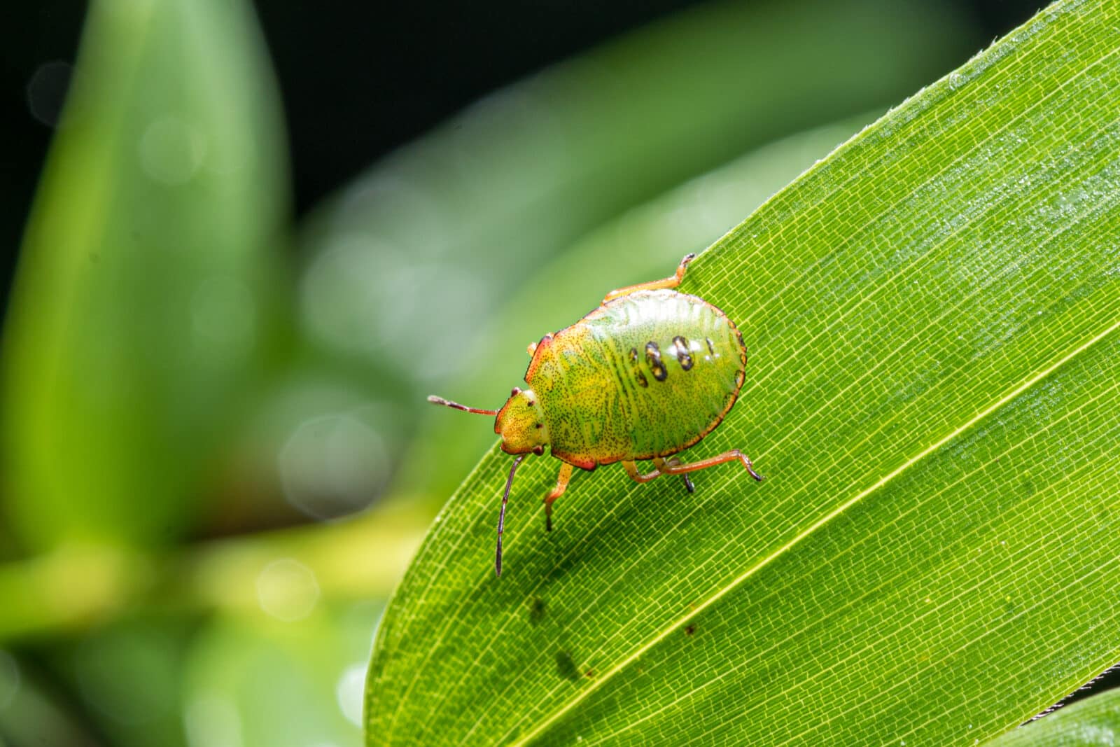 Stink bug. Credit iStock