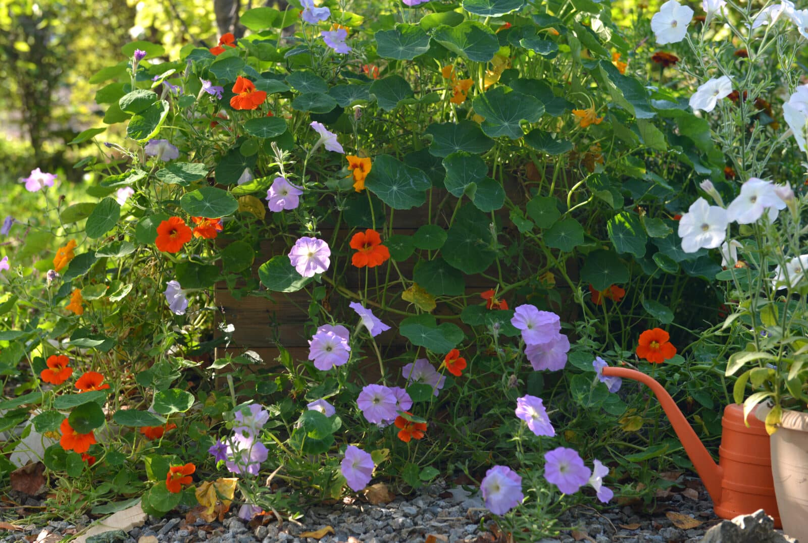 Summer still life with beautiful petunia flowers in pots outside in the garden. Credit iStore