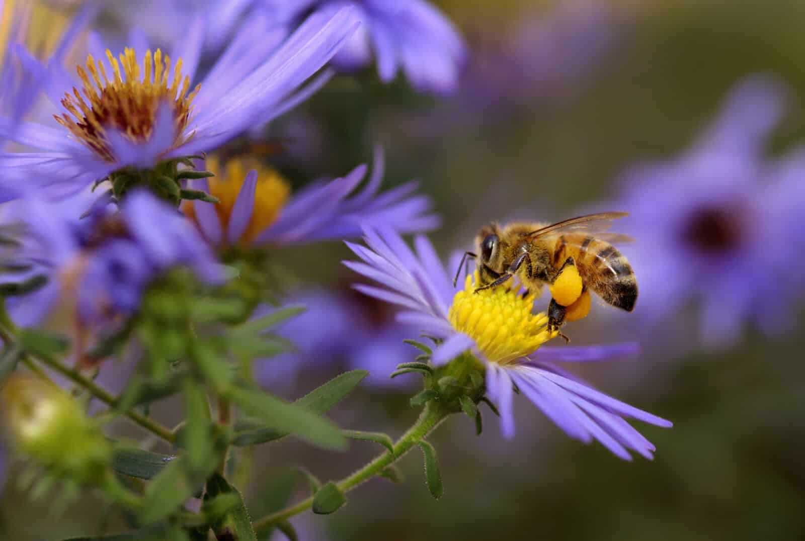 A honeybee (Apis mellifera) sips nectar from an aster. Credit iStock