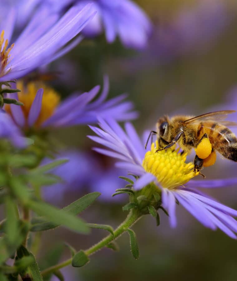 A honeybee (Apis mellifera) sips nectar from an aster. Credit iStock