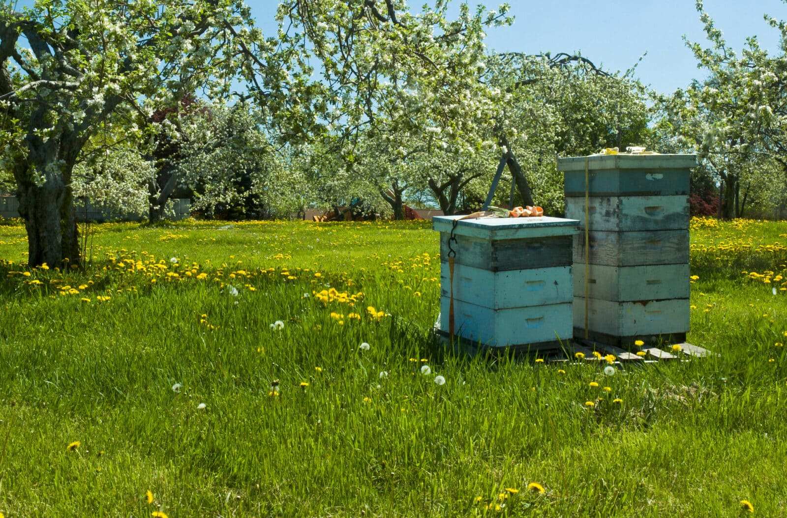 Bee hives in an apple orchard . Credit iStock